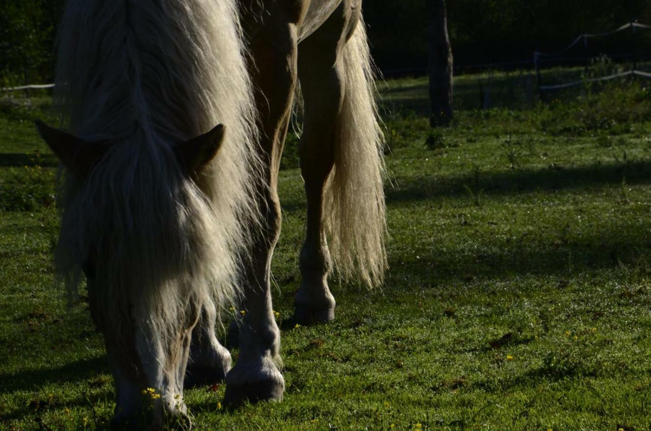 Knaller Der Reiterbauernhof Reisach Esterno foto